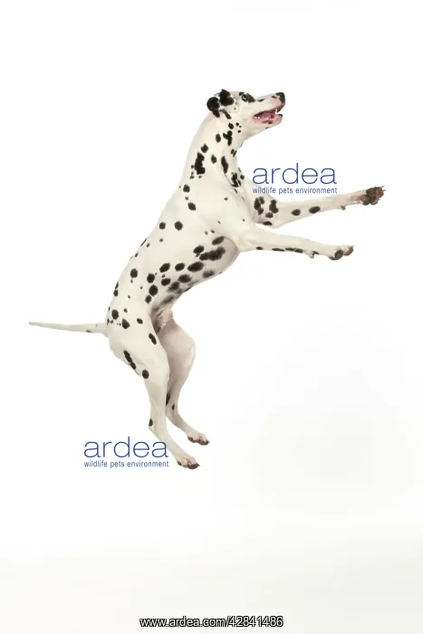 : DOG - Dalmatian jumping : DOG - Dalmatian jumping
