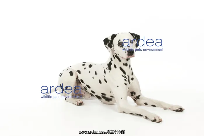 : DOG - Dalmatian laying down : DOG - Dalmatian laying down