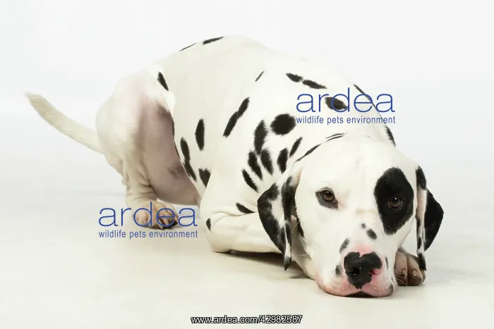 : DOG. Dalmatian laying, studio, white background : DOG. Dalmatian laying, studio, white background