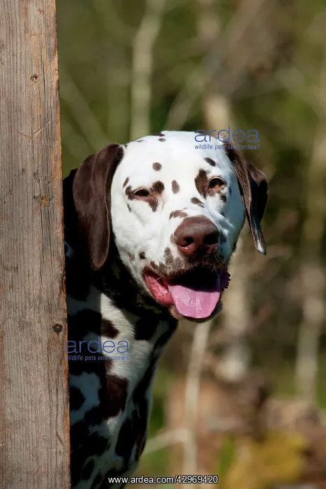  : DOG - Dalmatian (liver) looking around fence