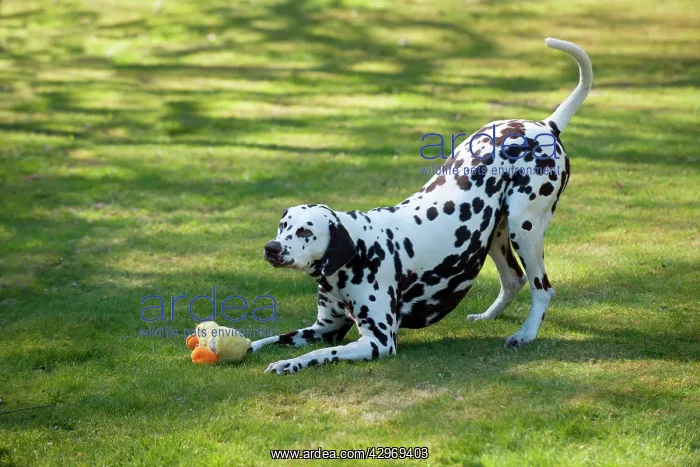 : DOG - Dalmatian (liver) playing with stuffed toy : DOG - Dalmatian (liver) playing with stuffed toy