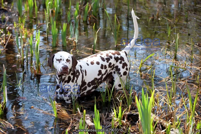 : DOG - Dalmatian (liver) in a pond : DOG - Dalmatian (liver) in a pond