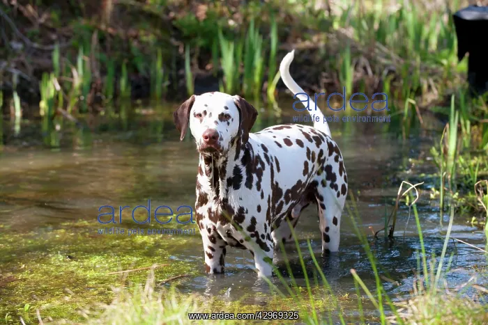 : DOG - Dalmatian (liver) in a pond : DOG - Dalmatian (liver) in a pond