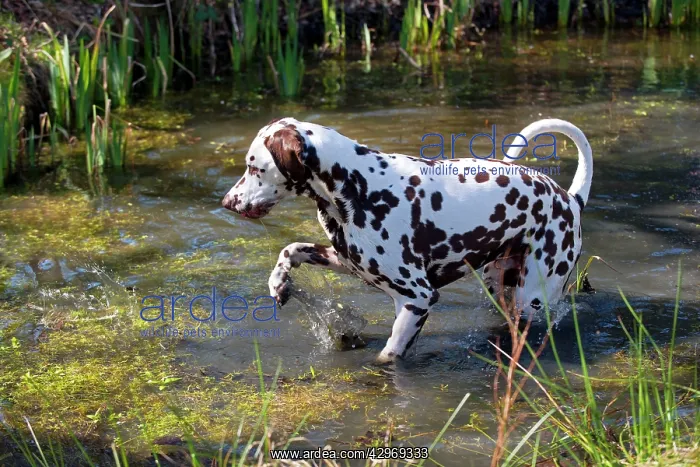 : DOG - Dalmatian (liver) in a pond : DOG - Dalmatian (liver) in a pond