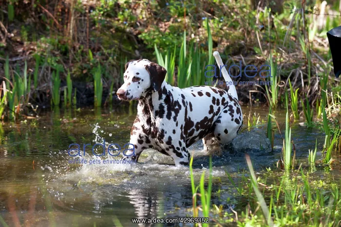 : DOG - Dalmatian (liver) in a pond : DOG - Dalmatian (liver) in a pond