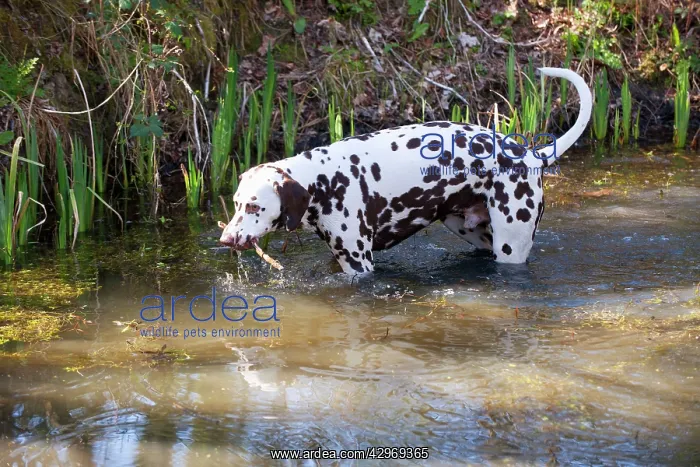 : DOG - Dalmatian (liver) in a pond : DOG - Dalmatian (liver) in a pond