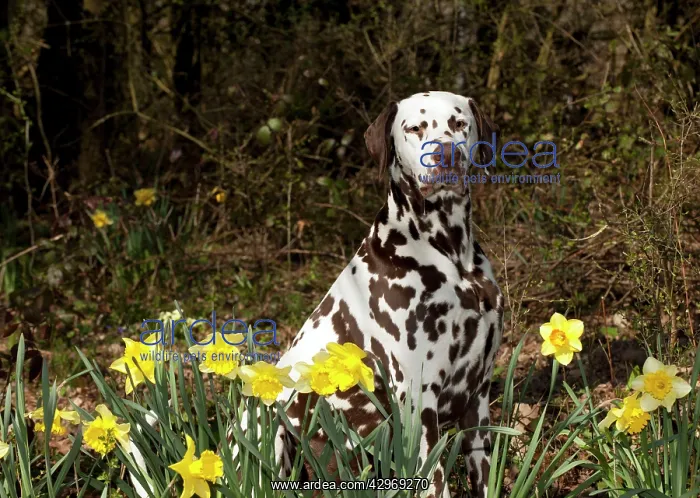 : DOG - Dalmatian (liver) sitting in daffodils : DOG - Dalmatian (liver) sitting in daffodils