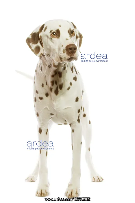 : Dog - Dalmatian - liver spotted