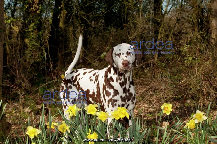 : DOG - Dalmatian (liver) standing in daffodils : DOG - Dalmatian (liver) standing in daffodils
