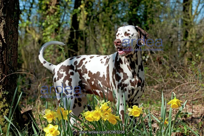 : DOG - Dalmatian (liver) standing in daffodils : DOG - Dalmatian (liver) standing in daffodils