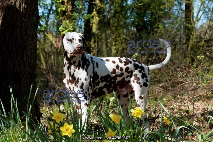 : DOG - Dalmatian (liver) standing in daffodils : DOG - Dalmatian (liver) standing in daffodils