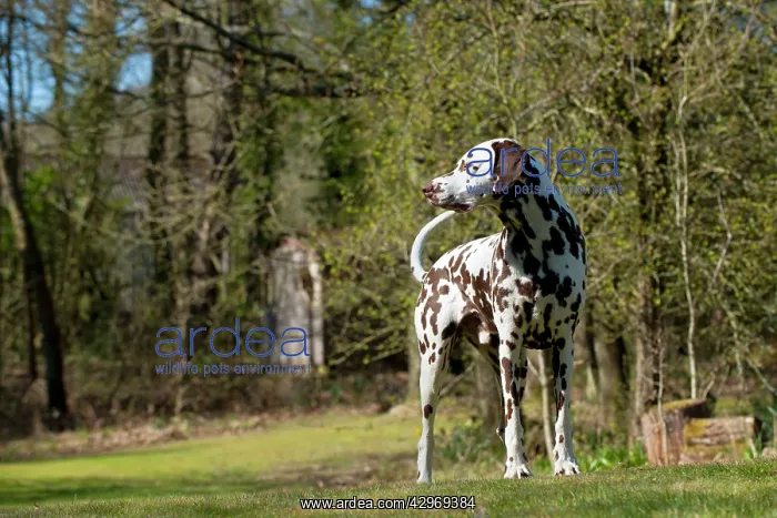 : DOG - Dalmatian (liver) standing in garden : DOG - Dalmatian (liver) standing in garden
