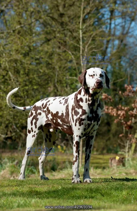 : DOG - Dalmatian (liver) standing in garden : DOG - Dalmatian (liver) standing in garden