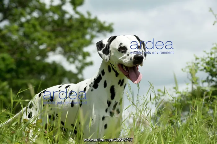 : DOG - Dalmatian in long grass : DOG - Dalmatian in long grass