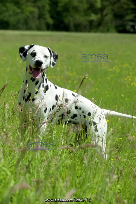 : DOG - Dalmatian in long grass : DOG - Dalmatian in long grass