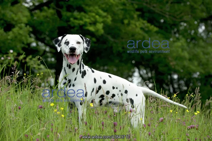 : DOG - Dalmatian in long grass : DOG - Dalmatian in long grass