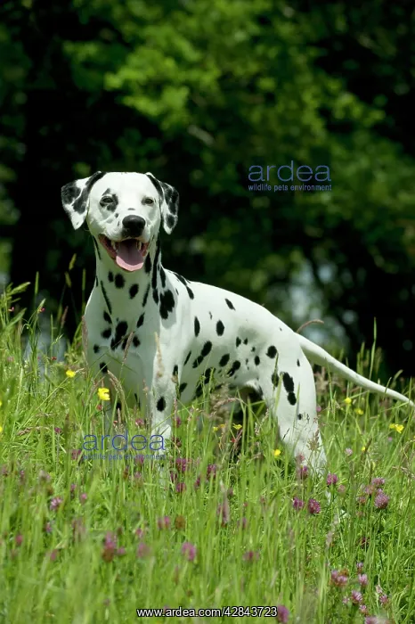 : DOG - Dalmatian in long grass : DOG - Dalmatian in long grass