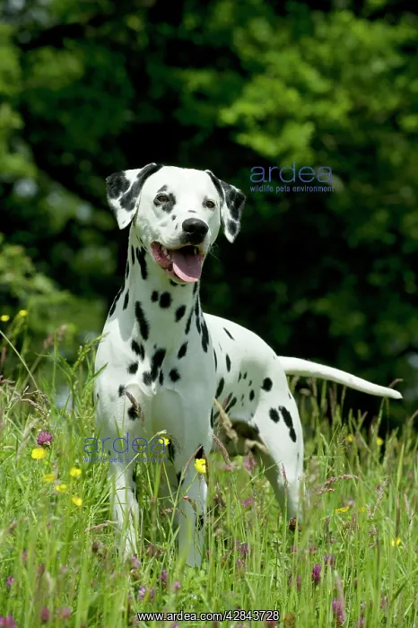 : DOG - Dalmatian in long grass : DOG - Dalmatian in long grass