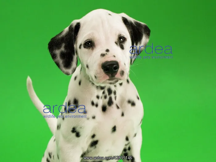 : Dog - Dalmatian puppy