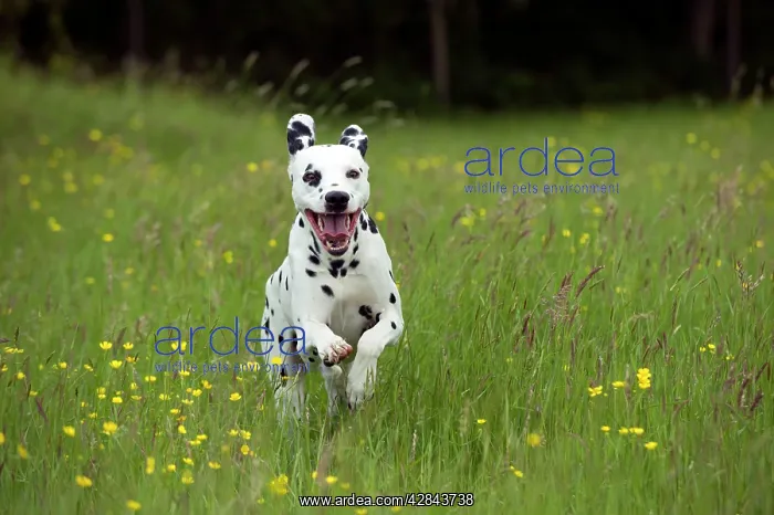 : DOG - Dalmatian running through buttercup field : DOG - Dalmatian running through buttercup field