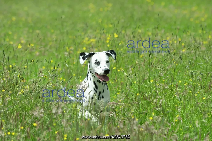 : DOG - Dalmatian running through buttercup field : DOG - Dalmatian running through buttercup field