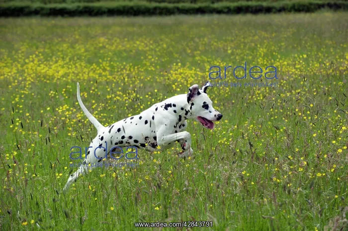 : DOG - Dalmatian running through buttercup field : DOG - Dalmatian running through buttercup field
