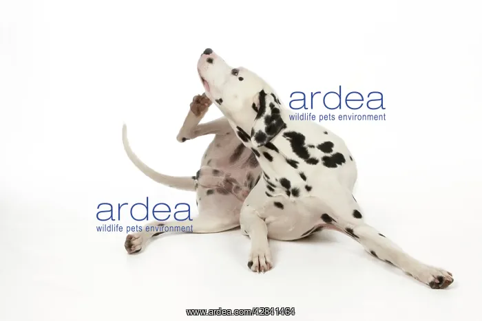: DOG - Dalmatian scratching itself : DOG - Dalmatian scratching itself