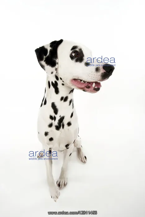 : DOG - Dalmatian sitting : DOG - Dalmatian sitting