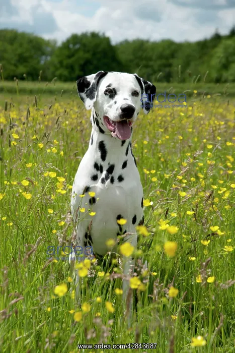 : DOG - Dalmatian sitting in buttercup field : DOG - Dalmatian sitting in buttercup field