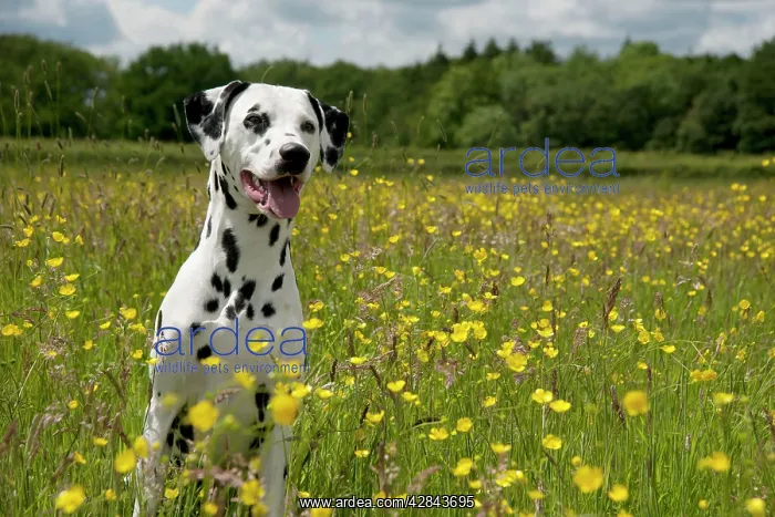 : DOG - Dalmatian sitting in buttercup field : DOG - Dalmatian sitting in buttercup field