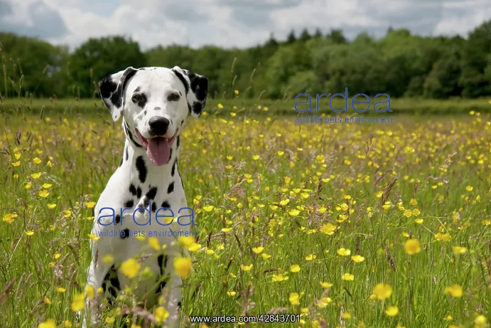 : DOG - Dalmatian sitting in buttercup field : DOG - Dalmatian sitting in buttercup field