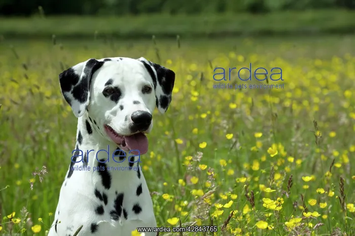 : DOG - Dalmatian sitting in buttercup field (head shot) : DOG - Dalmatian sitting in buttercup field (head shot)