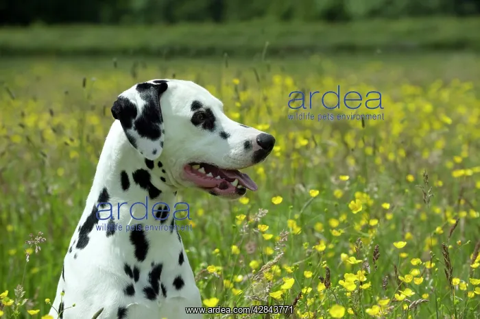 : DOG - Dalmatian sitting in buttercup field (head shot) : DOG - Dalmatian sitting in buttercup field (head shot)
