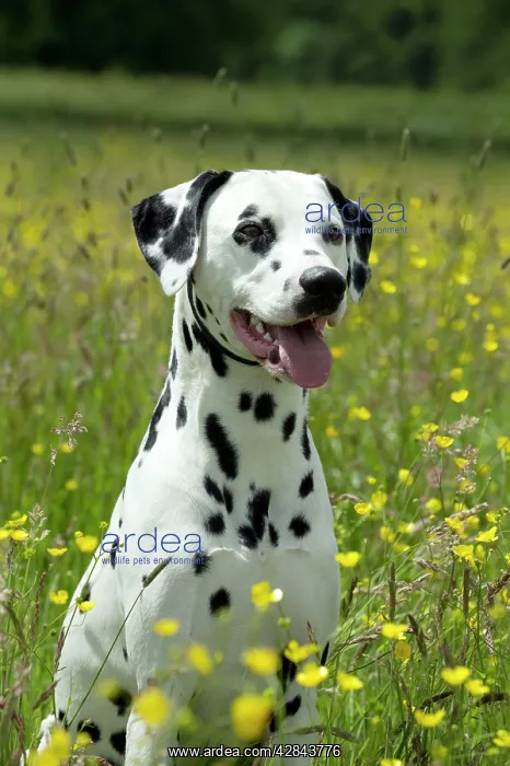 : DOG - Dalmatian sitting in buttercup field (head shot) : DOG - Dalmatian sitting in buttercup field (head shot)