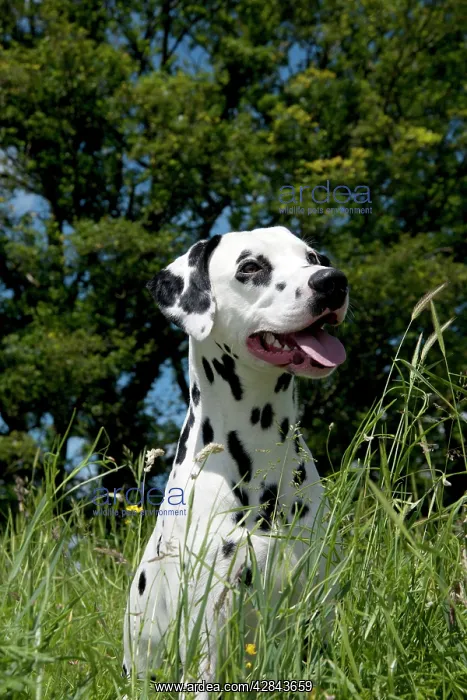 : DOG - Dalmatian sitting in long grass : DOG - Dalmatian sitting in long grass