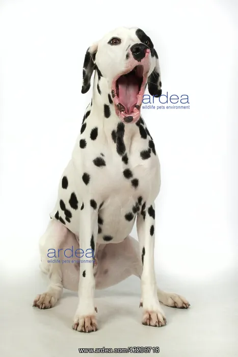 : DOG. Dalmatian sitting, mouth open, studio, white : DOG. Dalmatian sitting, mouth open, studio, white