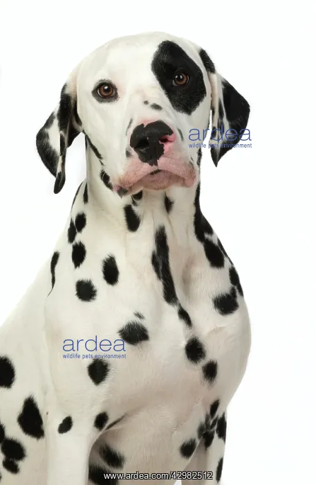 : DOG. Dalmatian sitting, studio, white background : DOG. Dalmatian sitting, studio, white background