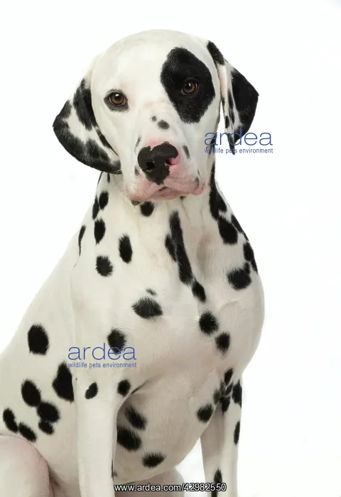 : DOG. Dalmatian sitting, studio, white background : DOG. Dalmatian sitting, studio, white background