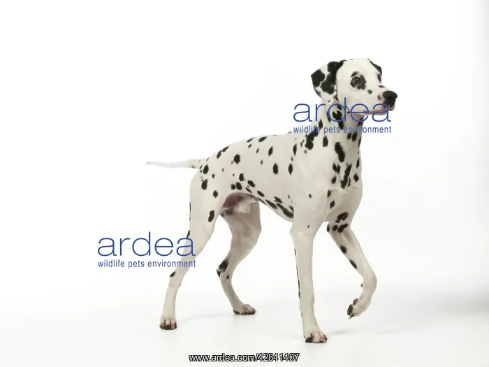 : DOG - Dalmatian standing : DOG - Dalmatian standing