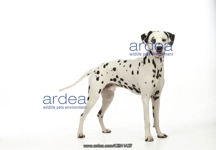  : DOG - Dalmatian standing