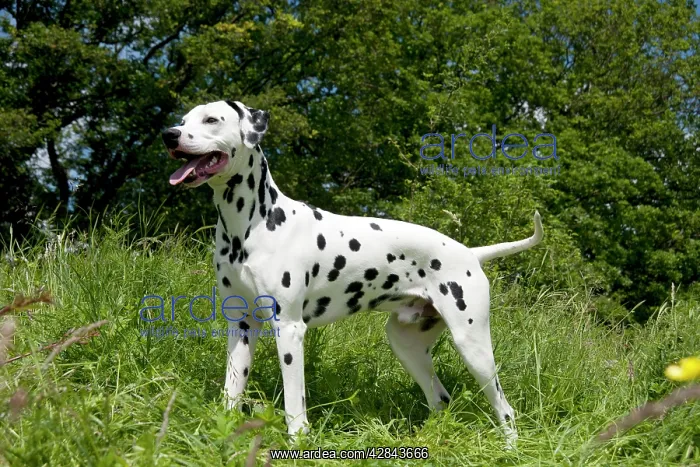 : DOG - Dalmatian - standing : DOG - Dalmatian - standing