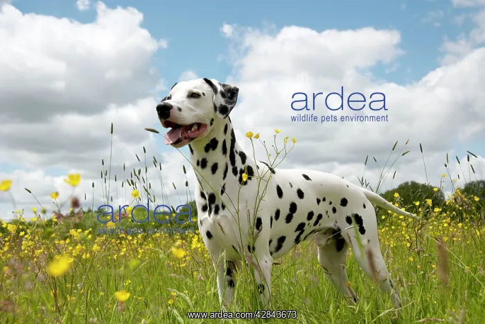 : DOG - Dalmatian standing in buttercup field : DOG - Dalmatian standing in buttercup field
