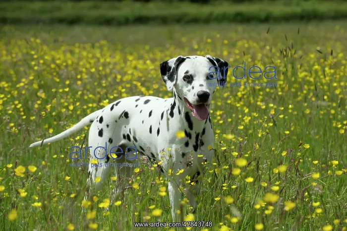 : DOG - Dalmatian standing in buttercup field : DOG - Dalmatian standing in buttercup field