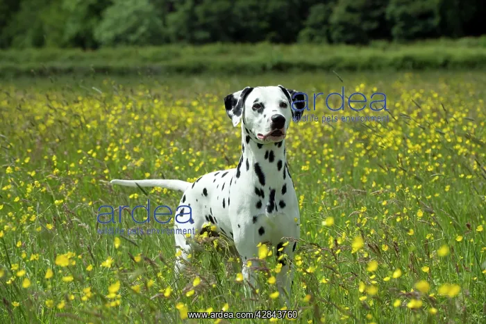 : DOG - Dalmatian standing in buttercup field : DOG - Dalmatian standing in buttercup field