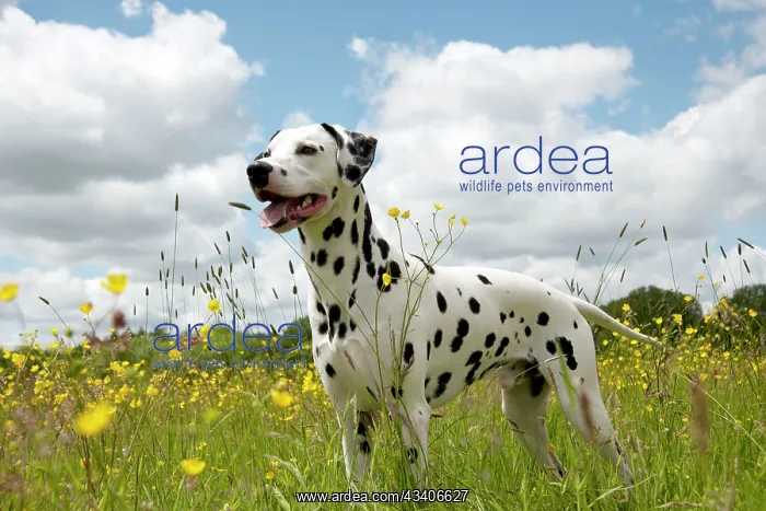 : DOG - Dalmatian standing in buttercup field : DOG - Dalmatian standing in buttercup field