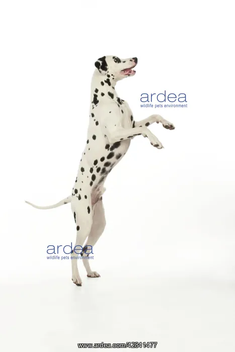 : DOG - Dalmatian standing on its back legs : DOG - Dalmatian standing on its back legs