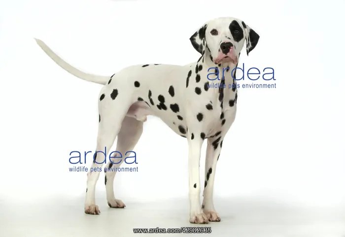 : DOG. Dalmatian standing, studio, white background : DOG. Dalmatian standing, studio, white background