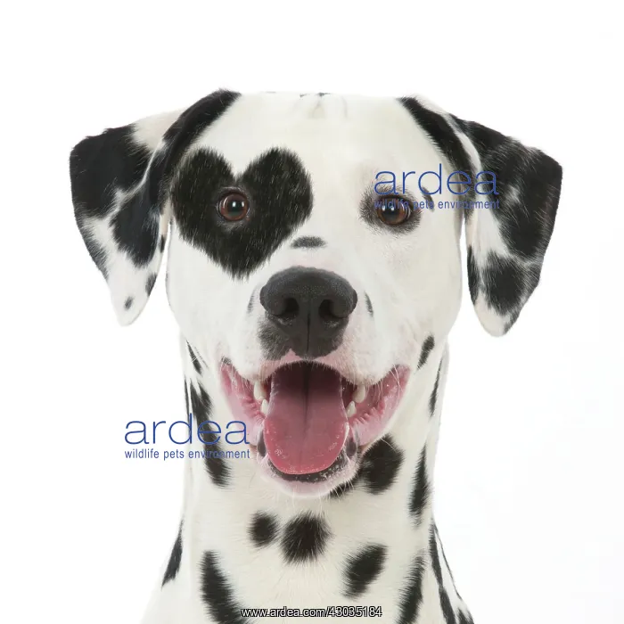 : DOG - Dalmatian with its tongue out (head shot) with heart shaped spot : DOG - Dalmatian with its tongue out (head shot) with heart shaped spot