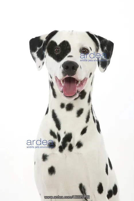 : DOG - Dalmatian with its tongue out (head shot) with heart shaped spot : DOG - Dalmatian with its tongue out (head shot) with heart shaped spot