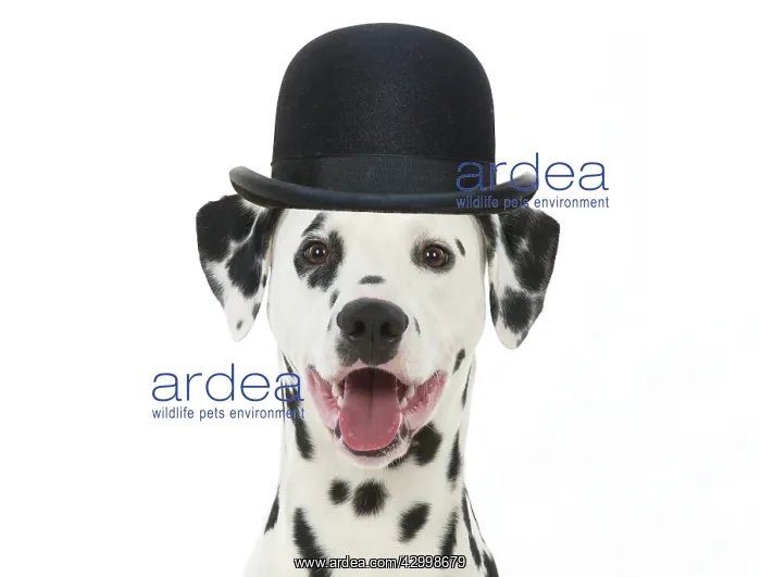 : DOG - Dalmatian with its tongue out wearing a bowler hat : DOG - Dalmatian with its tongue out wearing a bowler hat
